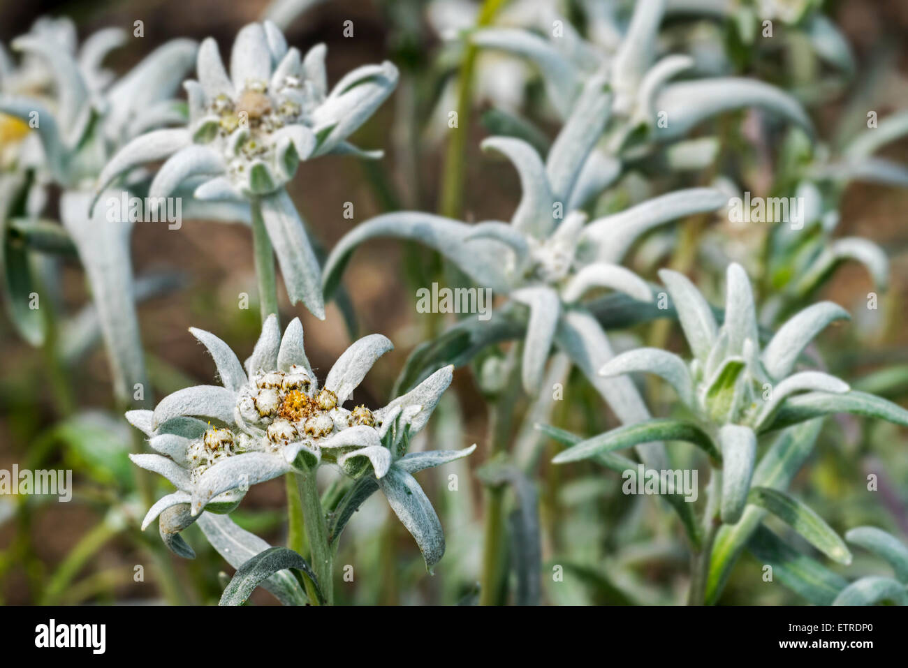 Edelweiss (Leontopodium alpinum) fleurs alpines dans les Alpes Banque D'Images