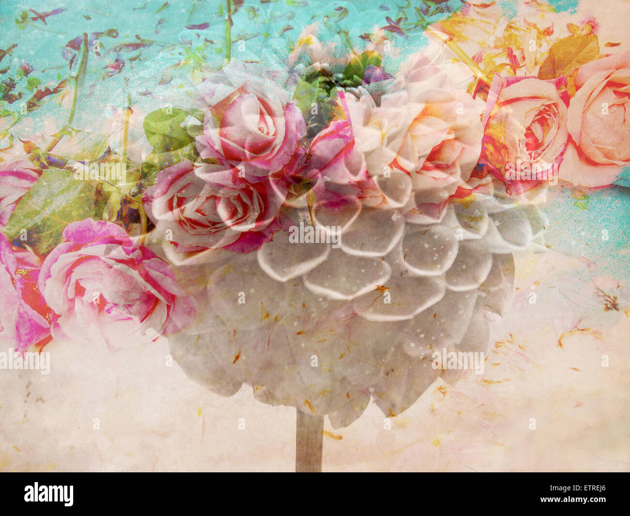 Un montage floral romantique de rêve d'une pon pon dahlia avec des roses, de la photographie, de nombreux travaux de couche, Banque D'Images