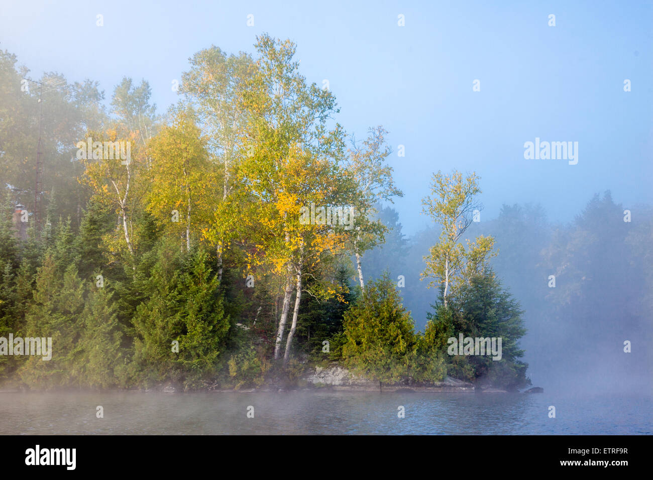 Brume matinale sur le lac Bay, avec des bouleaux. Banque D'Images