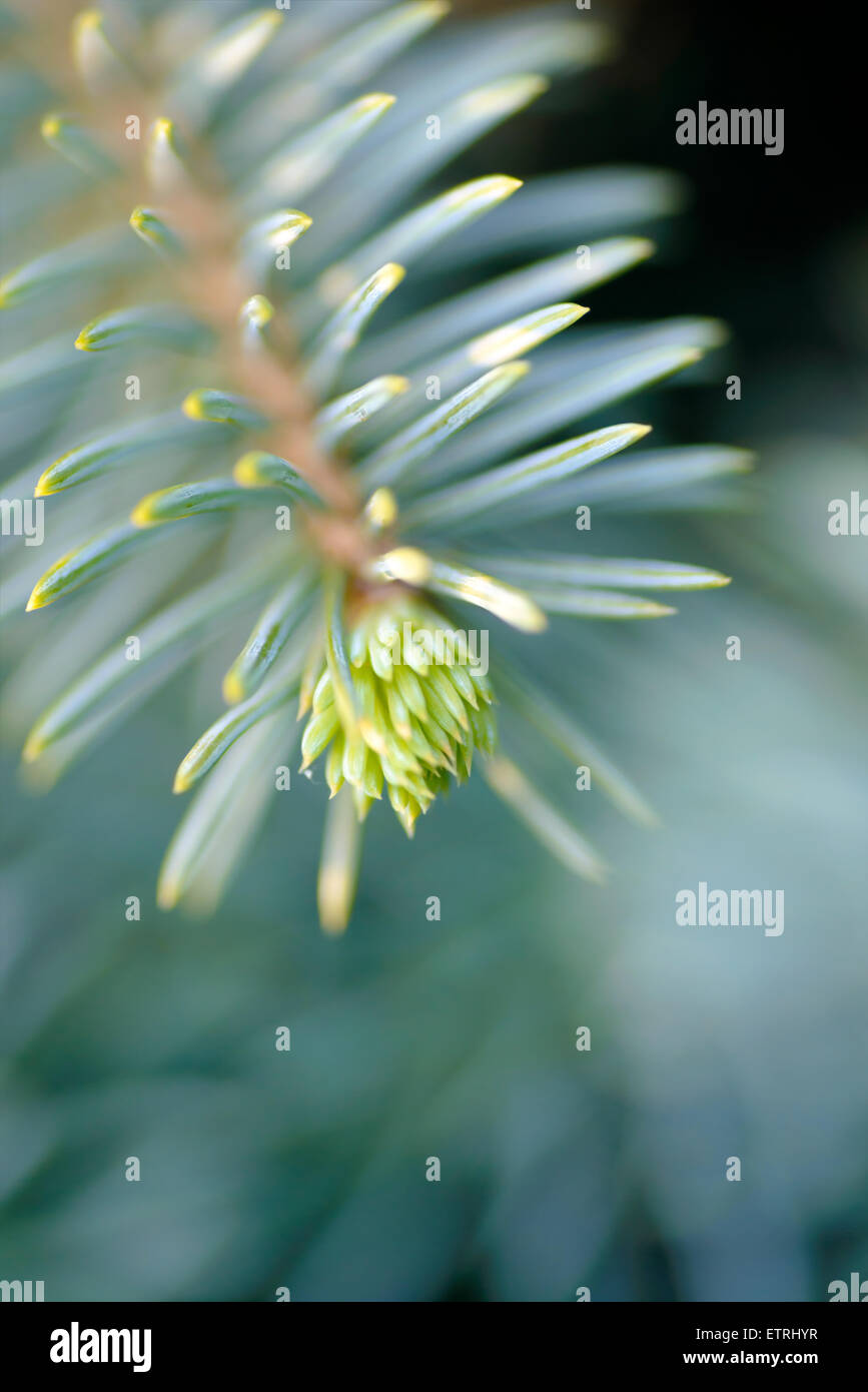 Arbres et plantes : la pointe de la branche de sapin, gros plan, Portrait, flou artistique intentionnelle Banque D'Images