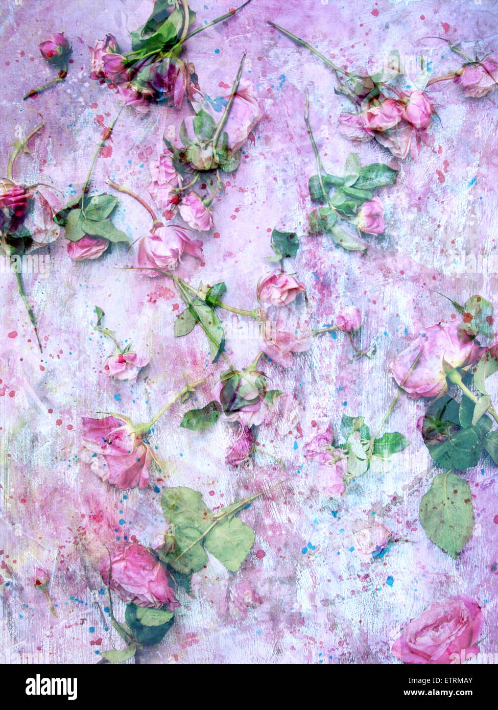 Un montage poétique de fleurs roses roses sur texture peint Banque D'Images