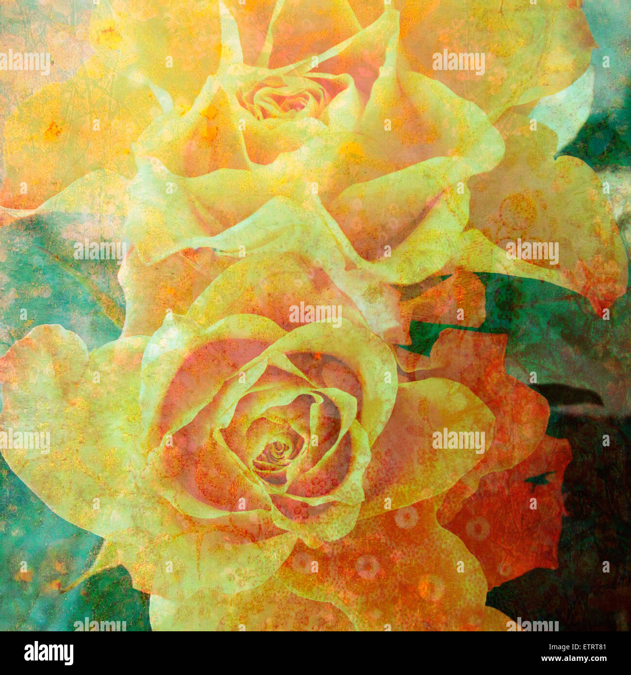 Un montage Floral de roses jaunes et ornementales, texture, photographie, travail de la couche Banque D'Images