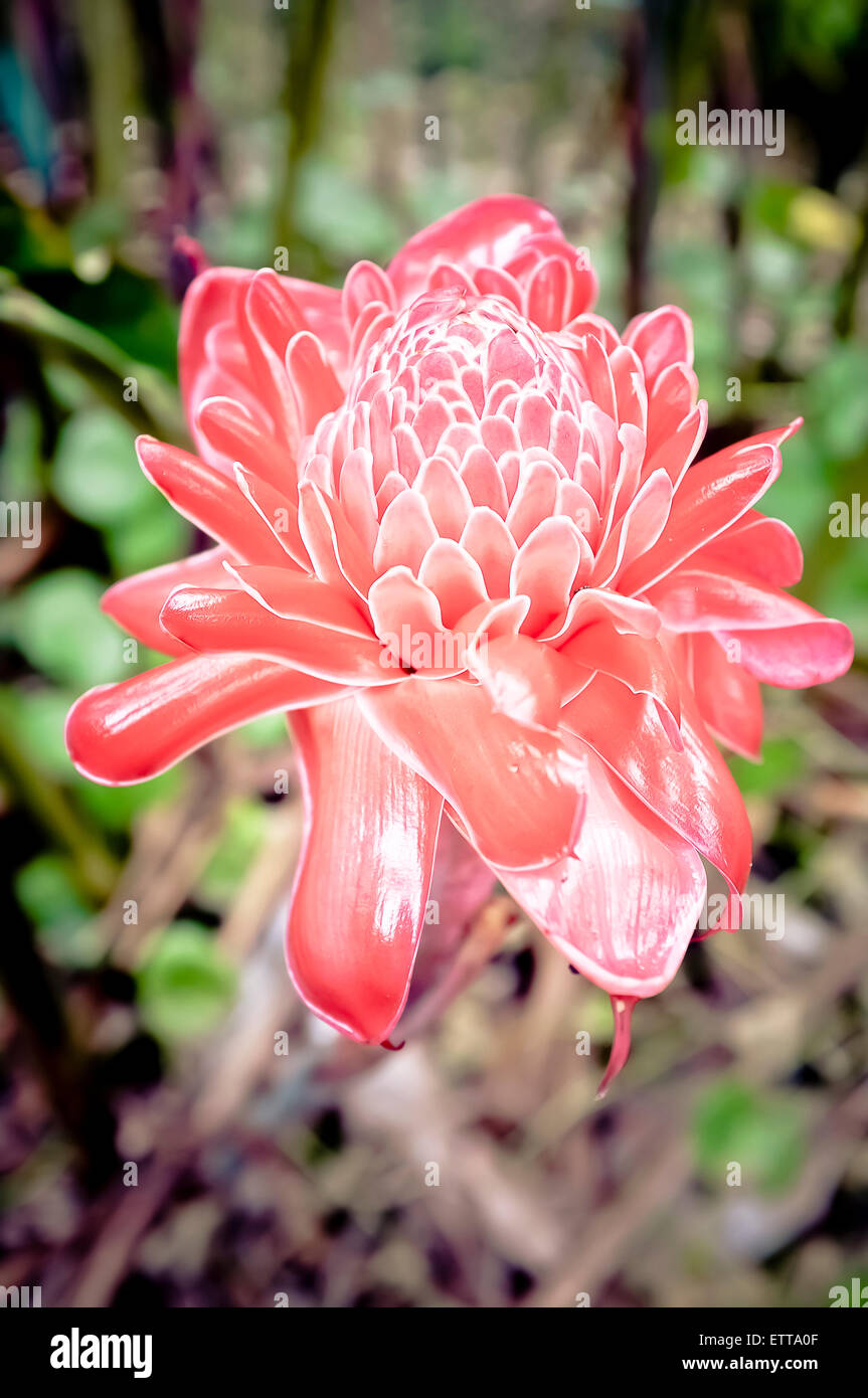 Fleur rouge tropical torch ginger Banque D'Images