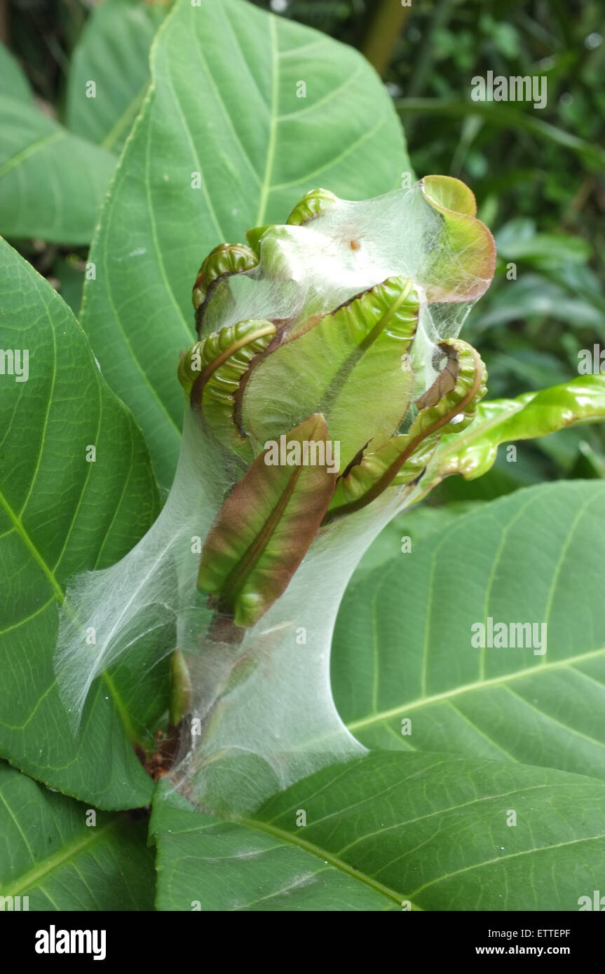 Cocoon nid d'insectes sur les Banque D'Images