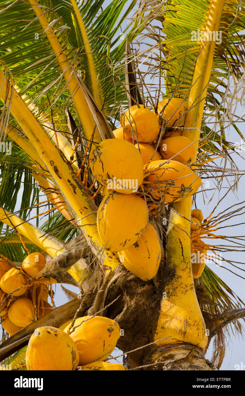 Des grappes d'orange douce coco close-up hanging on palm tree Banque D'Images