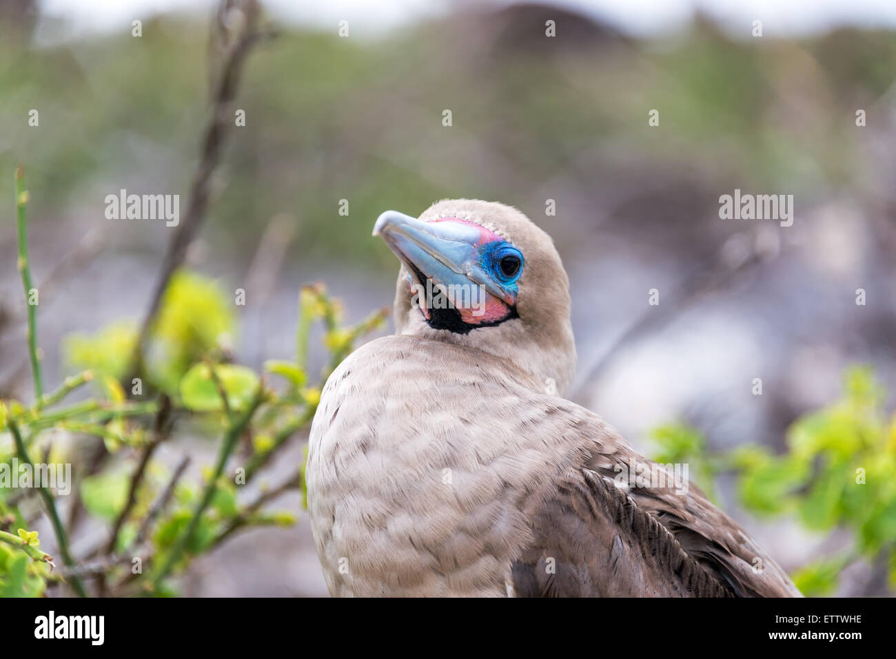 Gros plan de la face d'une rouge pieds rouges dans les îles Galapagos en Équateur Banque D'Images