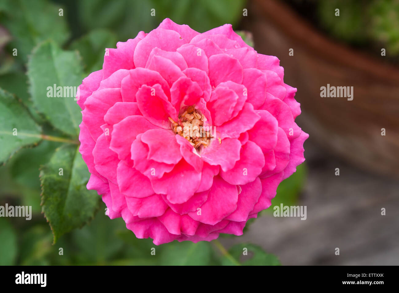 Belle fleur rose rose (Rosa sp.) dans un parc Banque D'Images