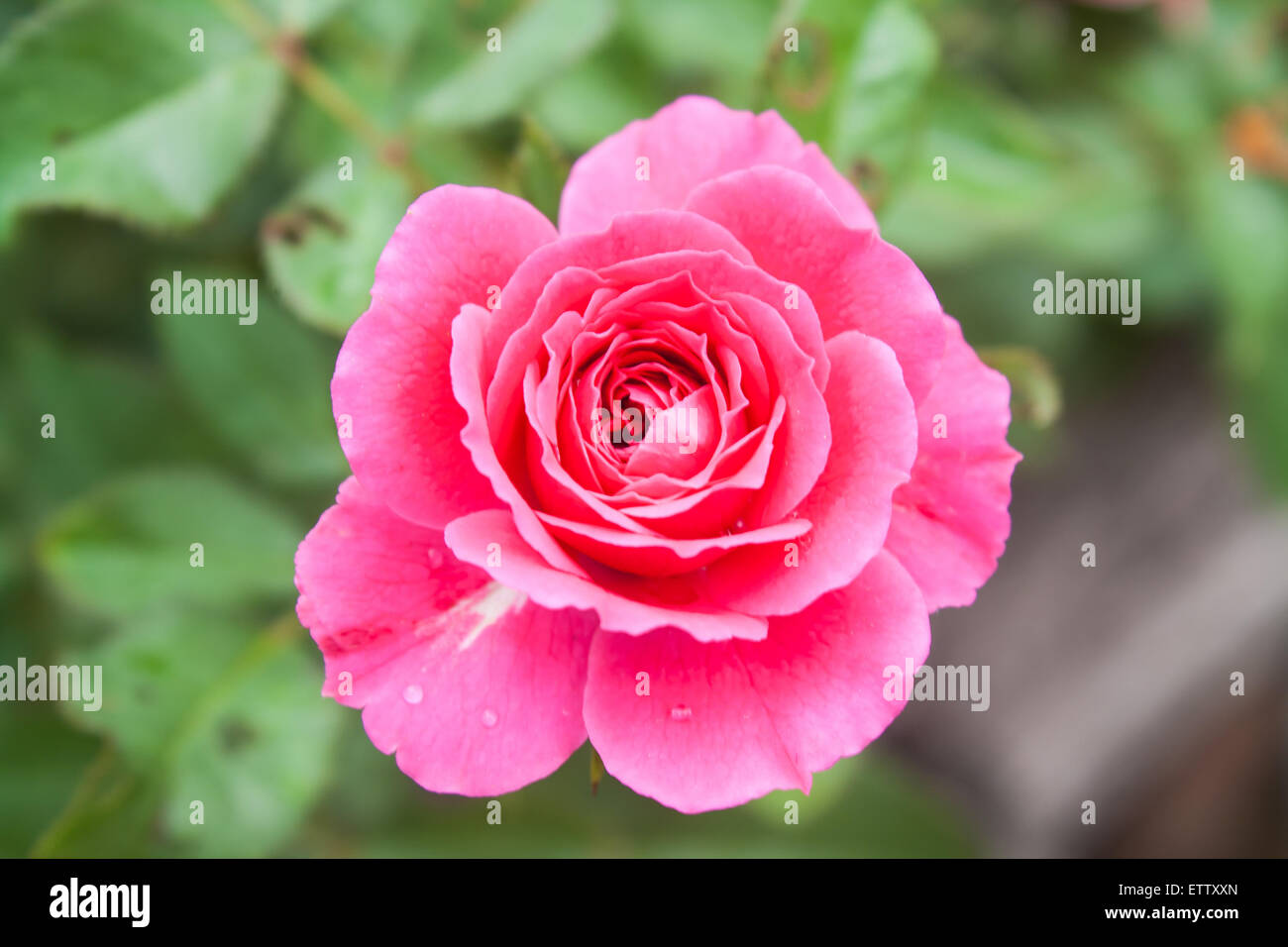 Belle fleur rose rose (Rosa sp.) dans un parc Banque D'Images