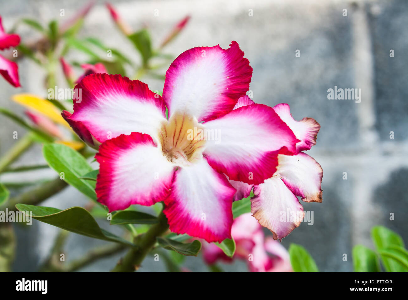 Belle Fleur Rose Rose du désert (Adenium sp.) dans un jardin Banque D'Images
