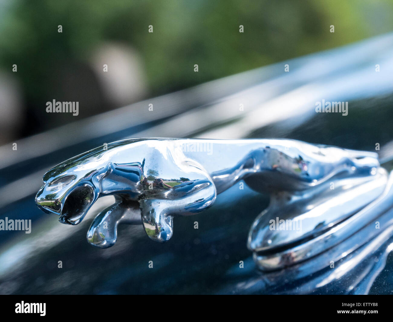 Hotte ornement, 2001 Jaguar S-type, MG voiture rallye, Glenwood Springs, Colorado. Banque D'Images