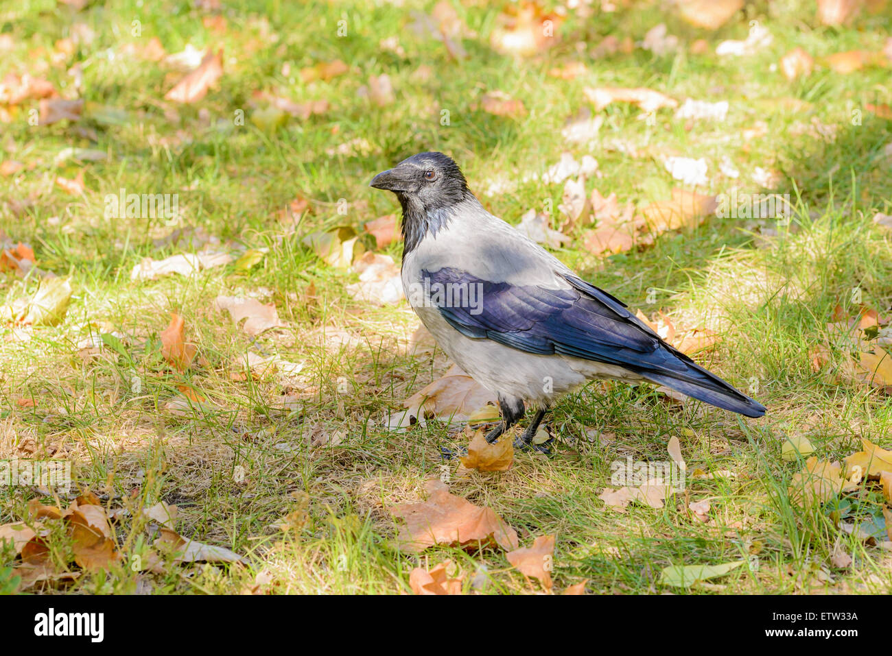 Un hooded crow marche sur l'herbe avec les feuilles d'automne et est montres autour de lui Banque D'Images