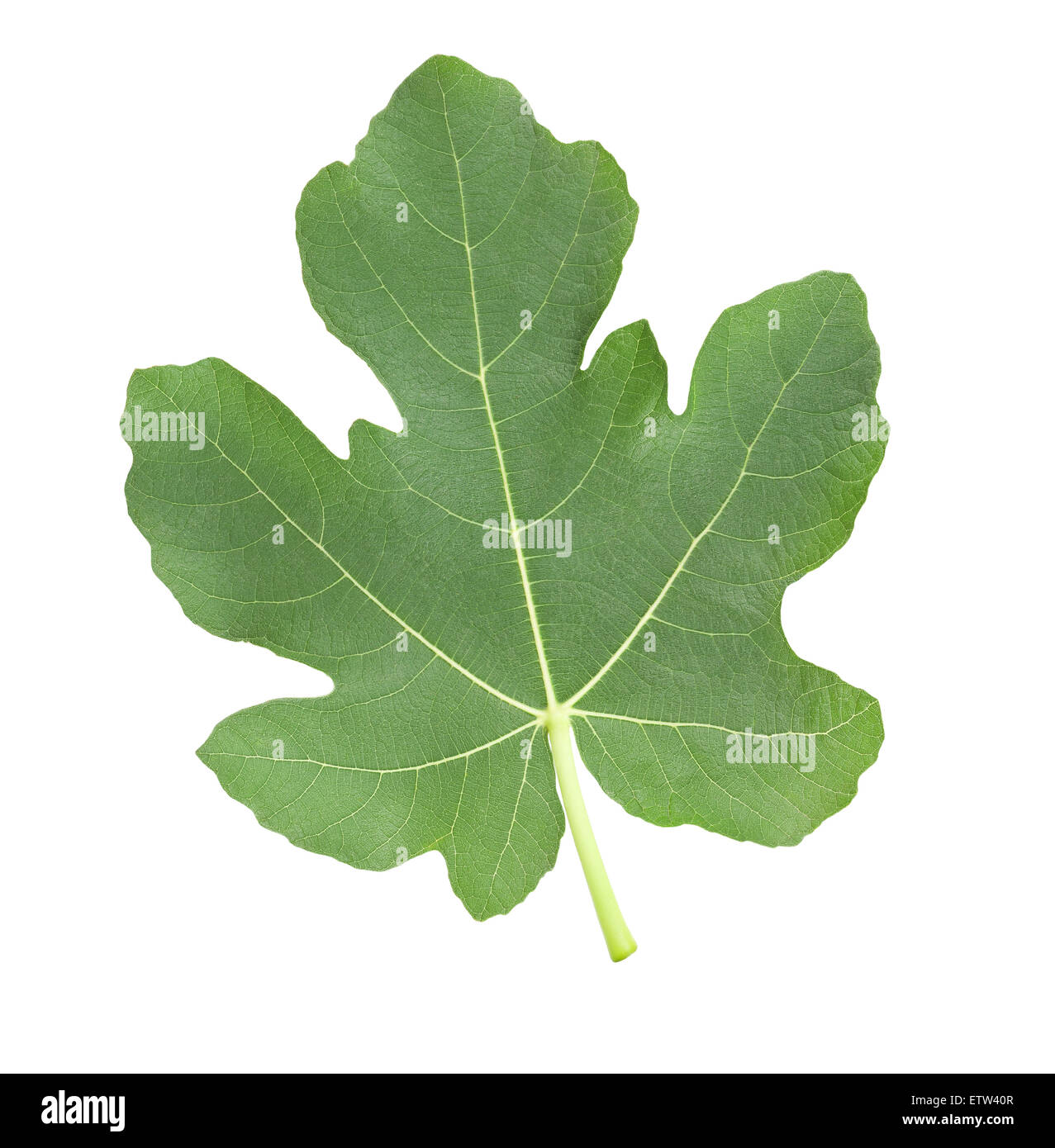 Fig leaf isolated on white Banque D'Images