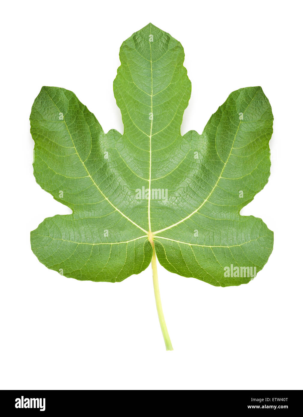Fig leaf isolated on white Banque D'Images