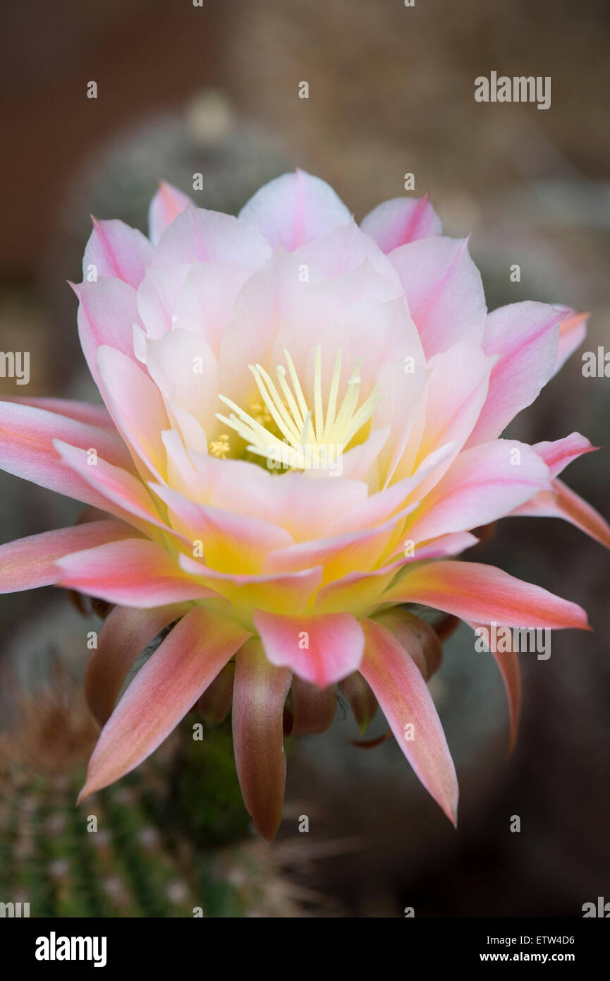 Echinopsis spachiana. Fleur de Cactus Torche Banque D'Images