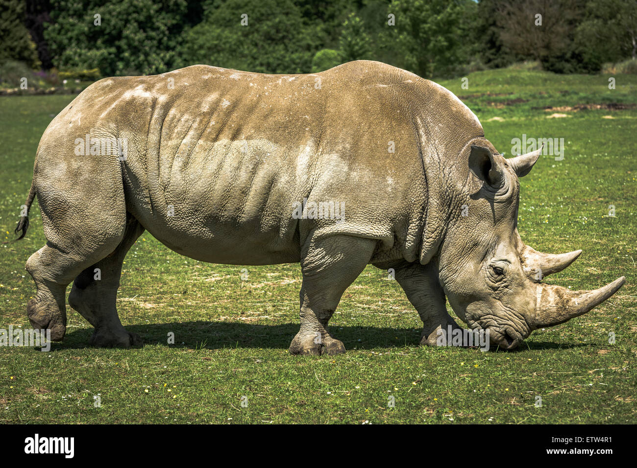 White Rhino en captivité Banque D'Images