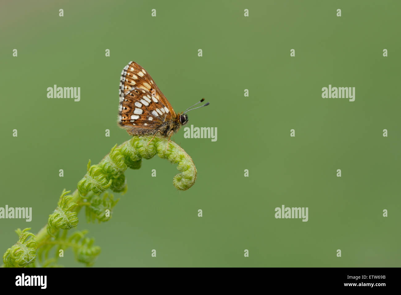 Duc de Bourgogne, Hamearis lucina Banque D'Images