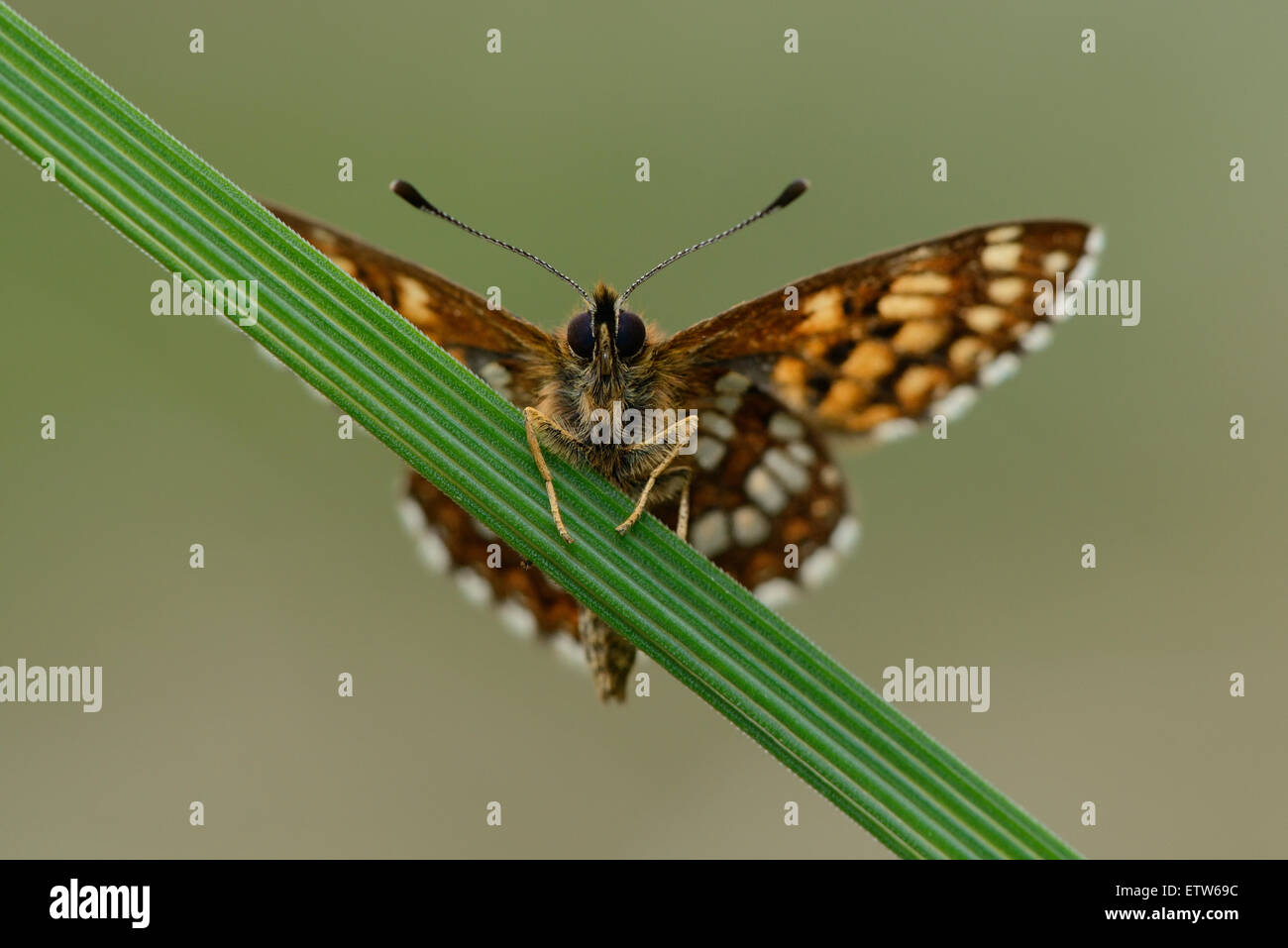 Duc de Bourgogne, Hamearis lucina Banque D'Images