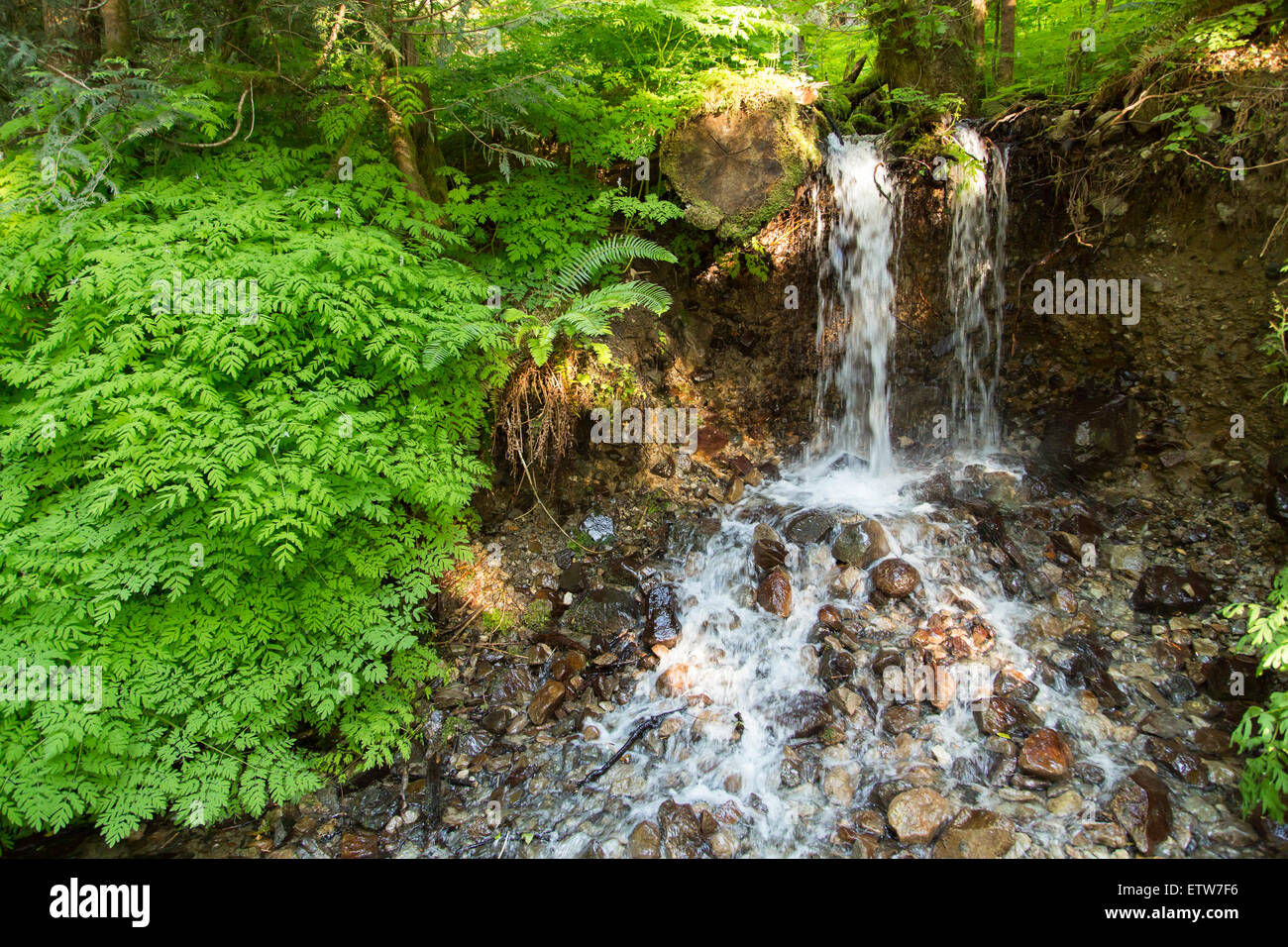 Petite cascade routière en Mt. Rainier National Park Banque D'Images