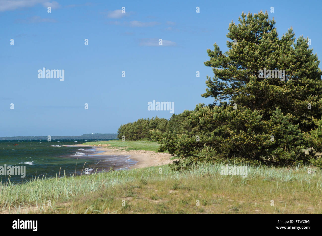 Côte de la mer Baltique paysage pittoresque avec une plage de sable et de forêts de conifères Banque D'Images