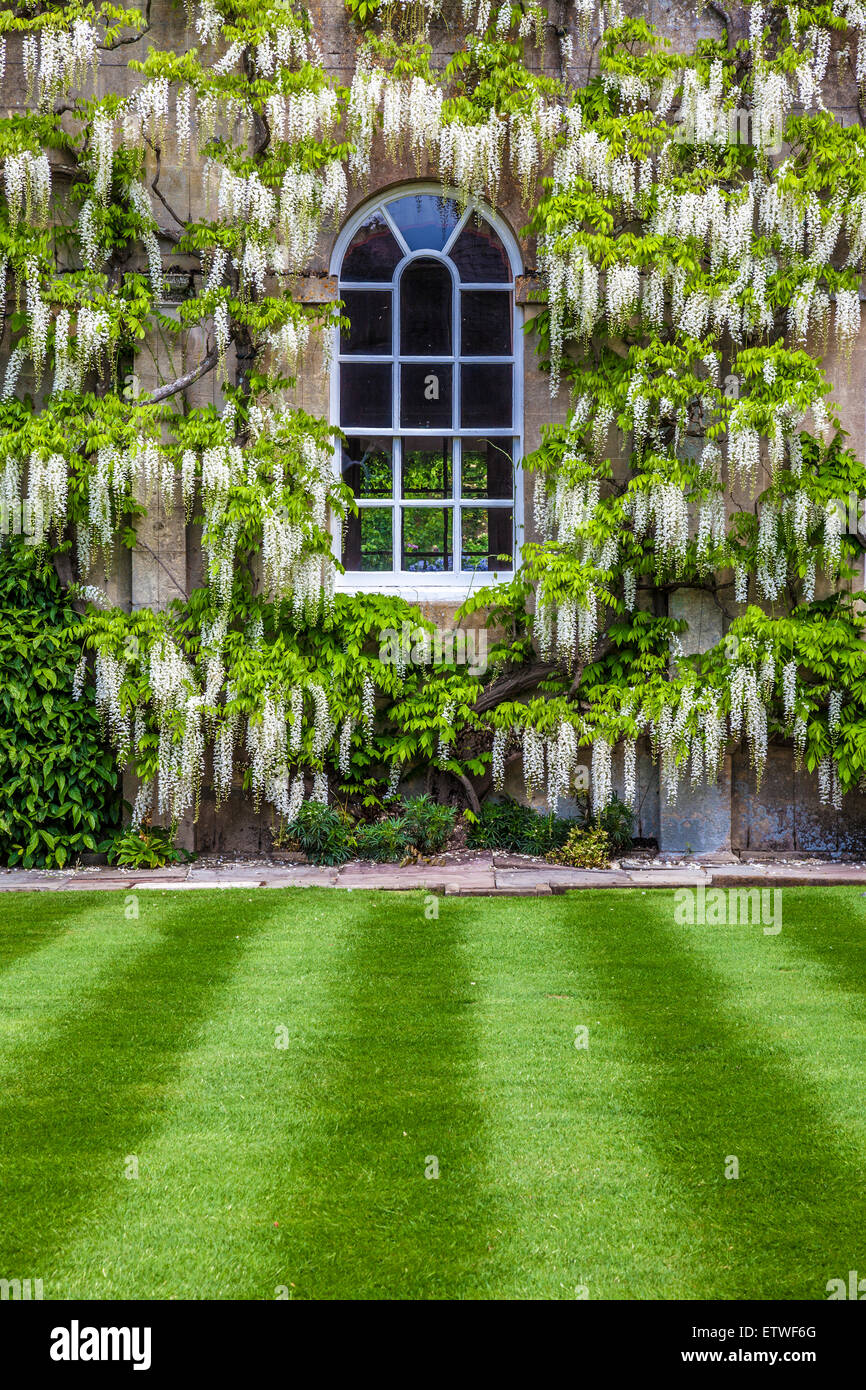 Floraison blanche wisteria sinensis chinois des environs de la fenêtre d'une demeure seigneuriale. Banque D'Images