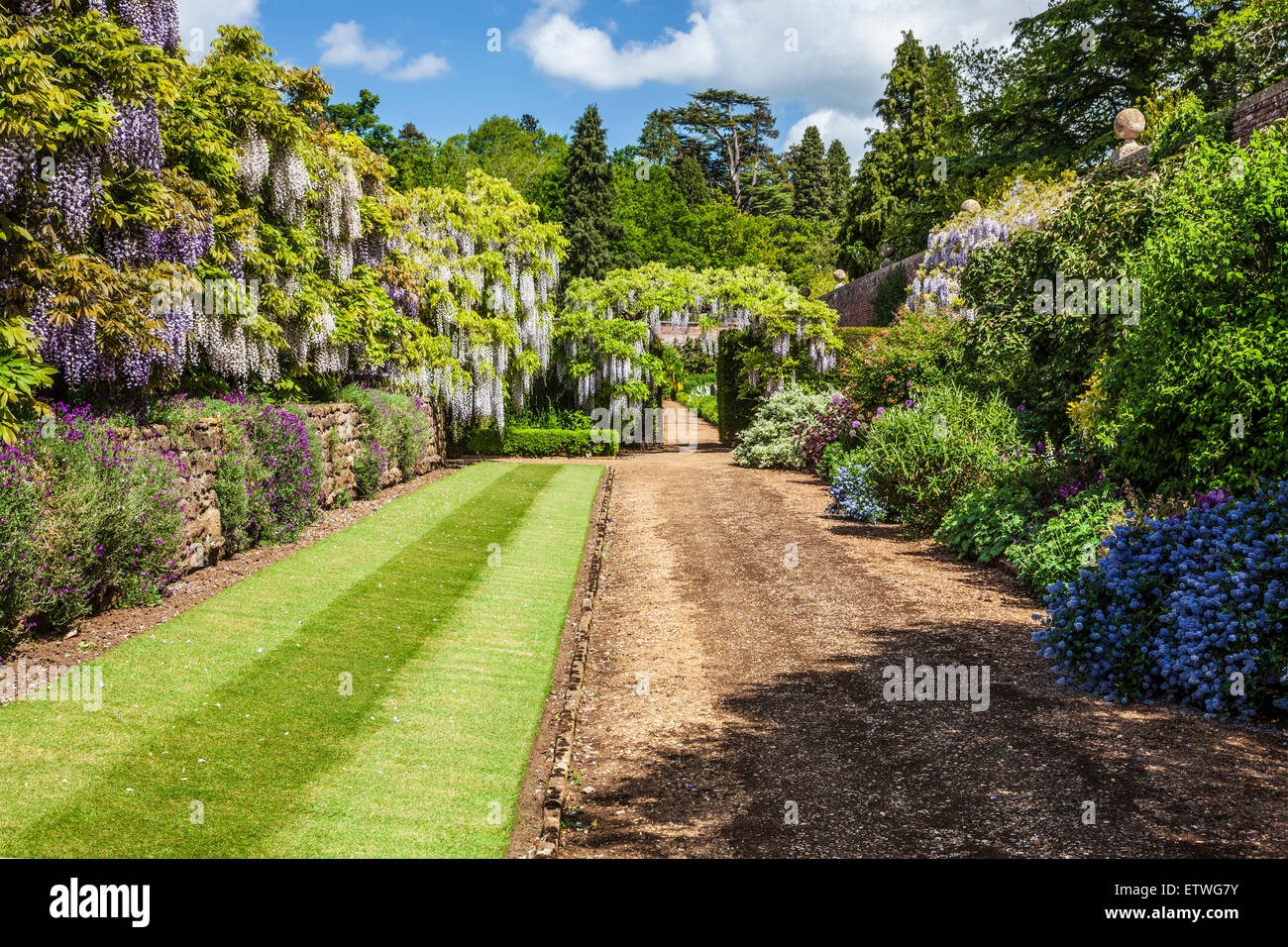 Floraison bleu Chinese wisteria sinensis et Frontières herbacées dans le jardin clos de Bowood House dans le Wiltshire. Banque D'Images