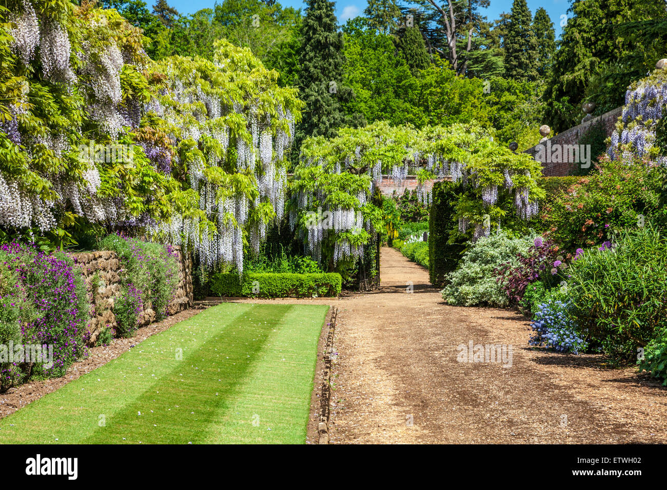 Floraison bleu Chinese wisteria sinensis et Frontières herbacées dans le jardin clos de Bowood House dans le Wiltshire. Banque D'Images