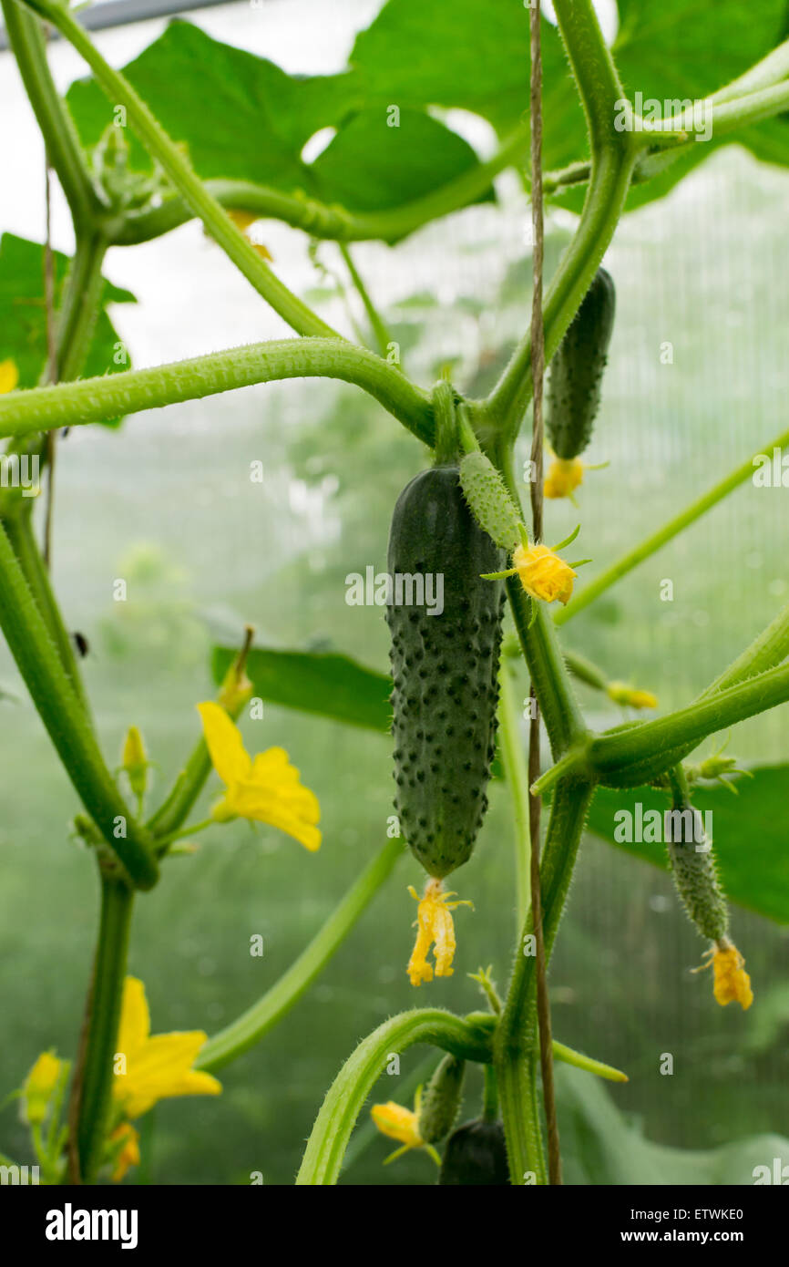 Les concombres qui poussent sur la vigne en serre en prêt pour la ...