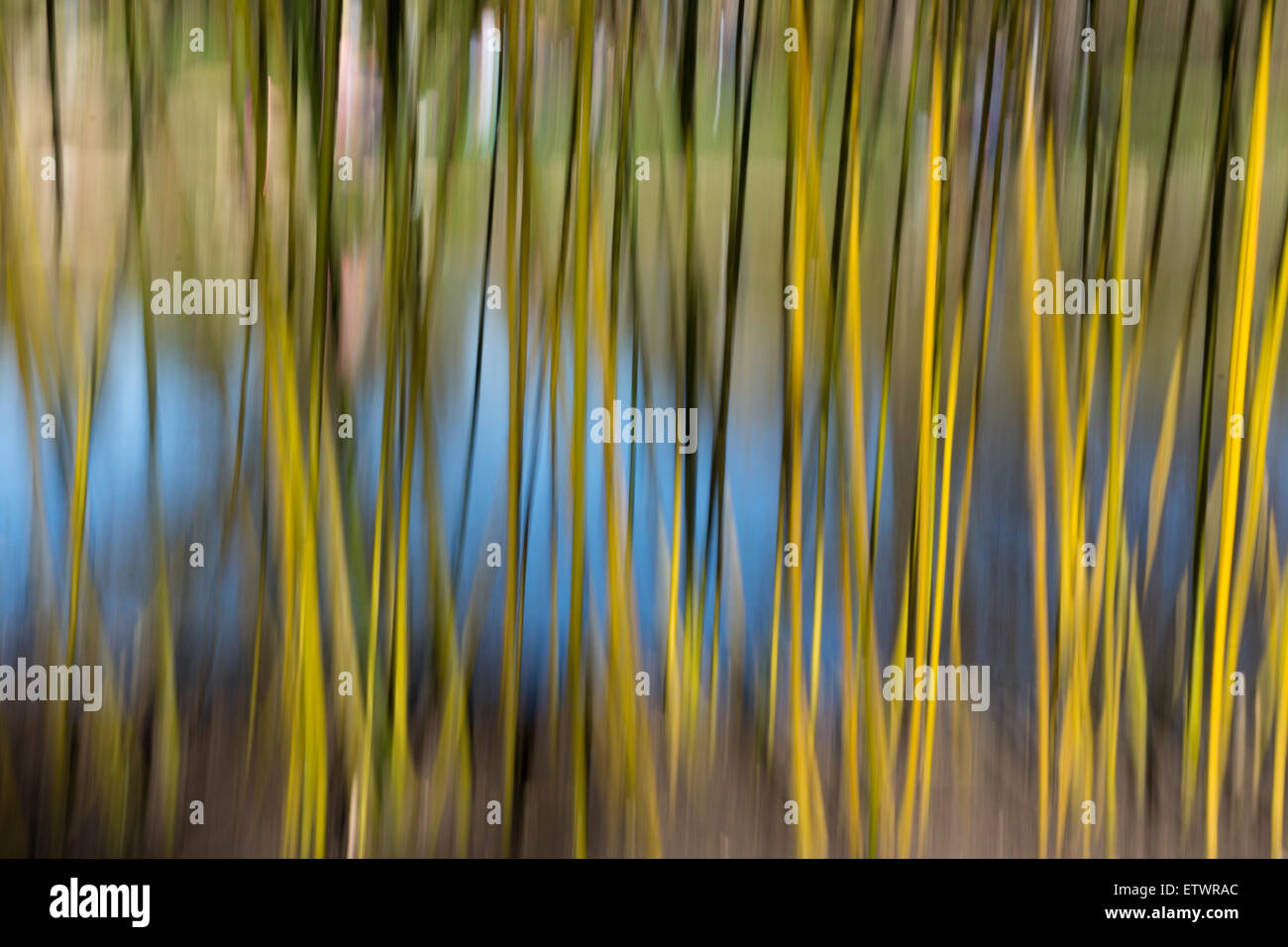 Résumé fait à partir de dans-camera motion blur sur les plantes de bambou et de l'eau Banque D'Images