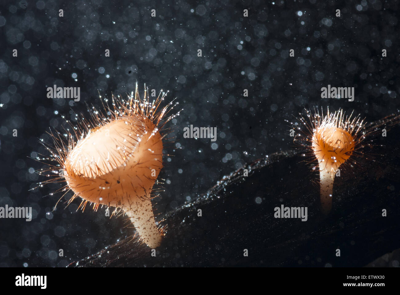 Beau champagne rose mushroom en forêt tropicale, Thaïlande Banque D'Images