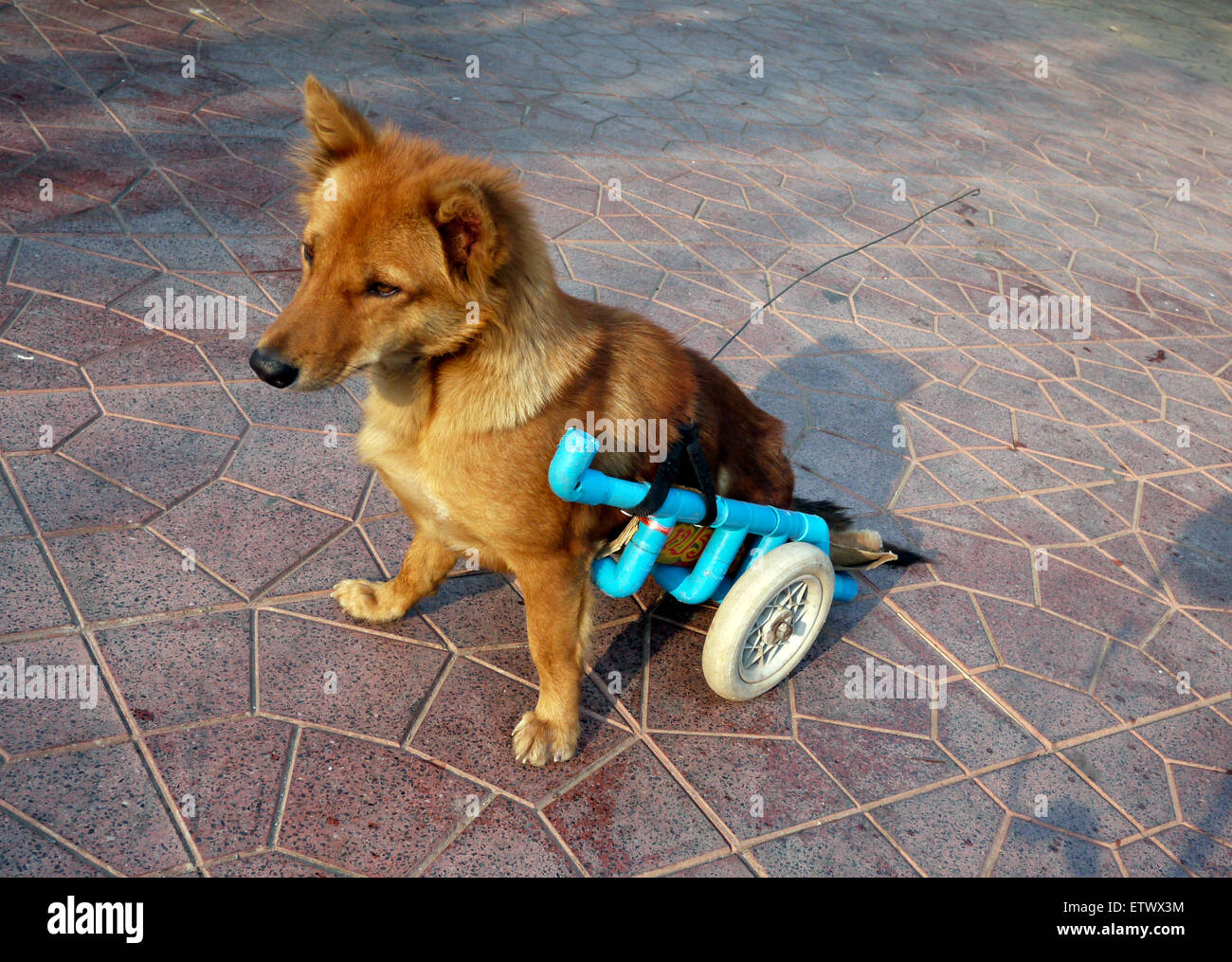 Paralysé chien domestique avec roues arrière pour les jambes pour la mobilité de l'aide Banque D'Images