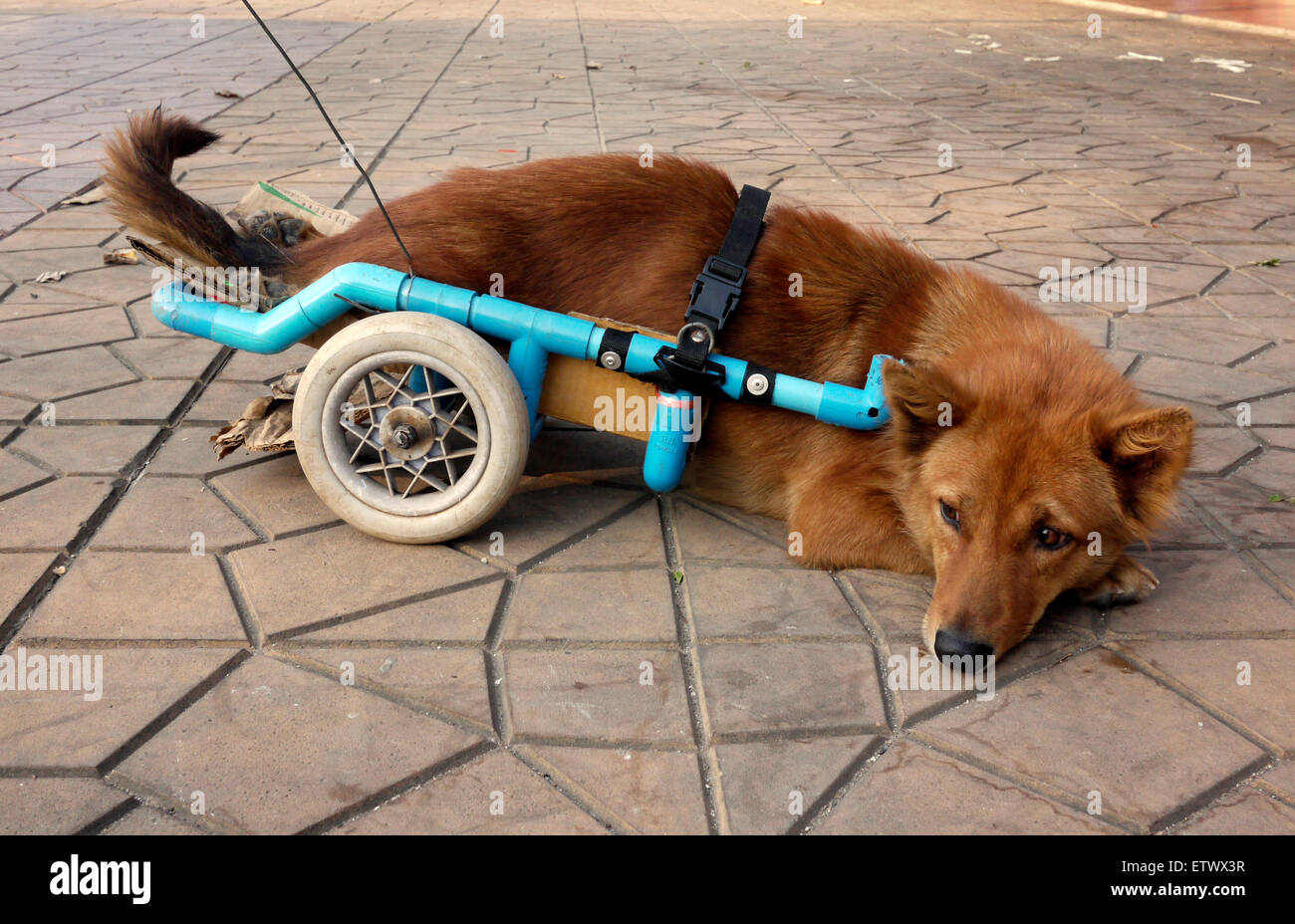 Paralysé chien domestique avec roues arrière pour les jambes pour la mobilité de l'aide Banque D'Images