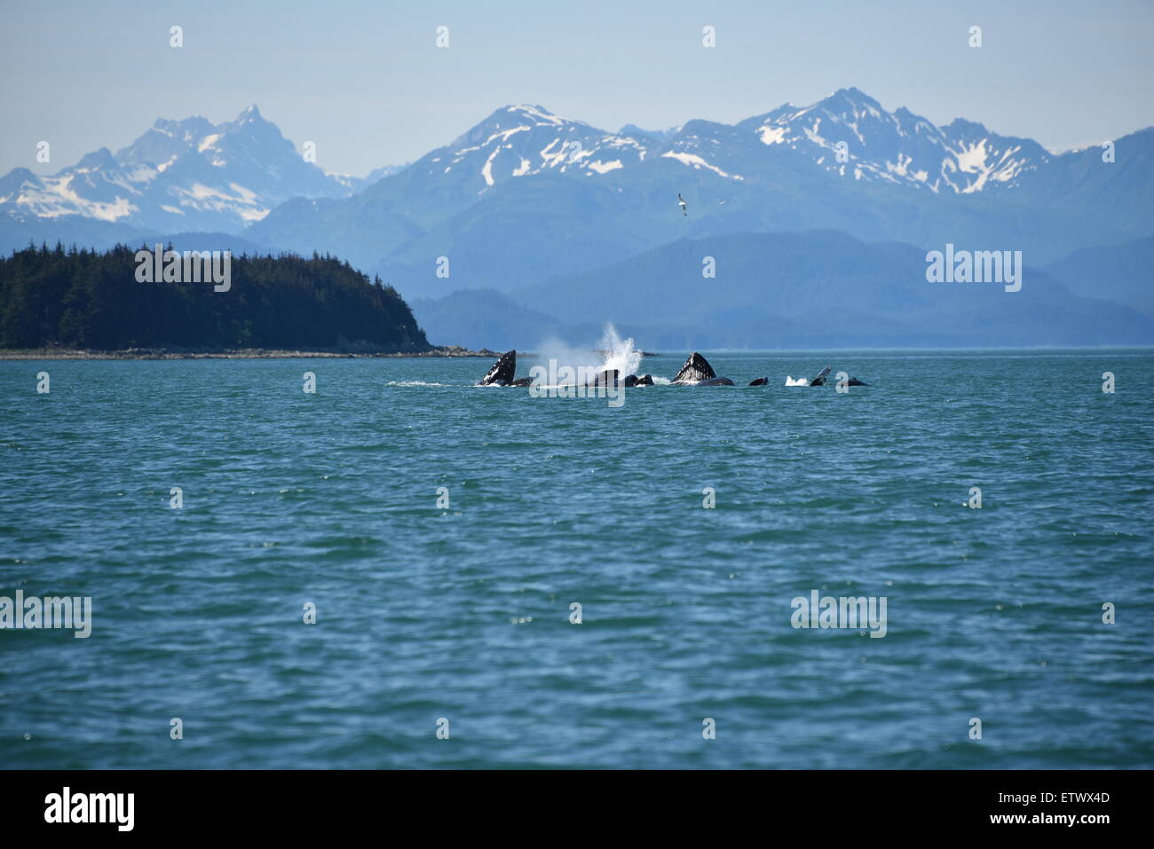 Les baleines à bosse à l'alimentation du filet à bulles passent du Nord, Canal Lynn, le sud-est de l'Alaska Banque D'Images