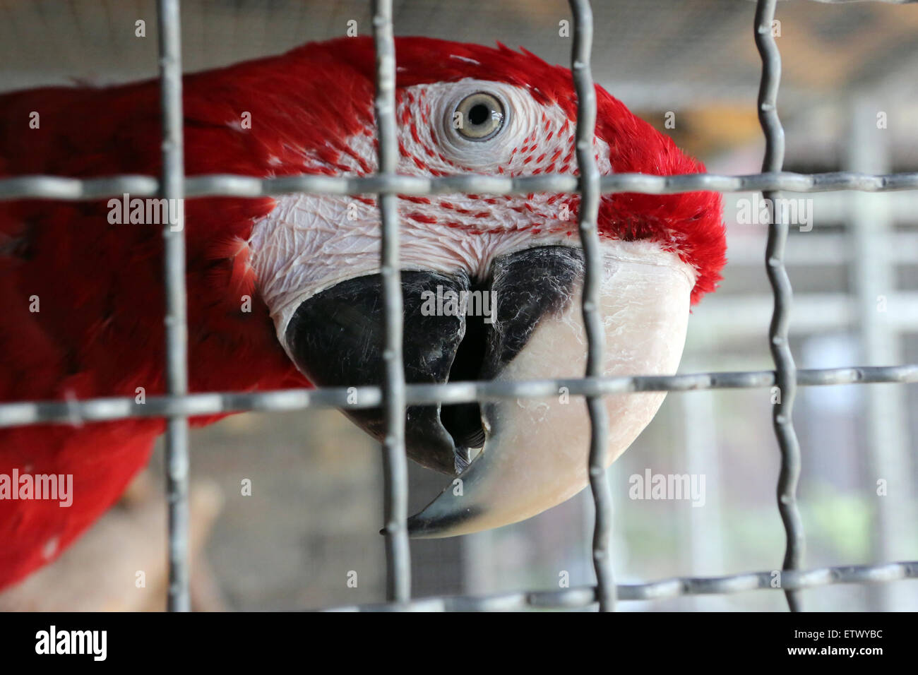 Werl, Allemagne, ara rouge à la recherche à travers les barreaux de sa cage Banque D'Images