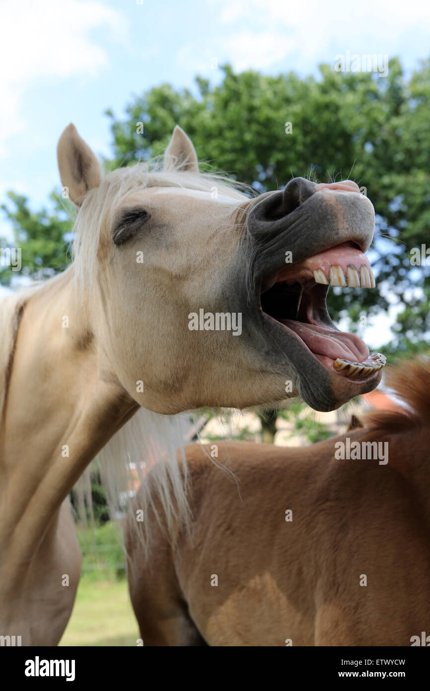 Bâillements Werl, Allemagne, un cheval Banque D'Images