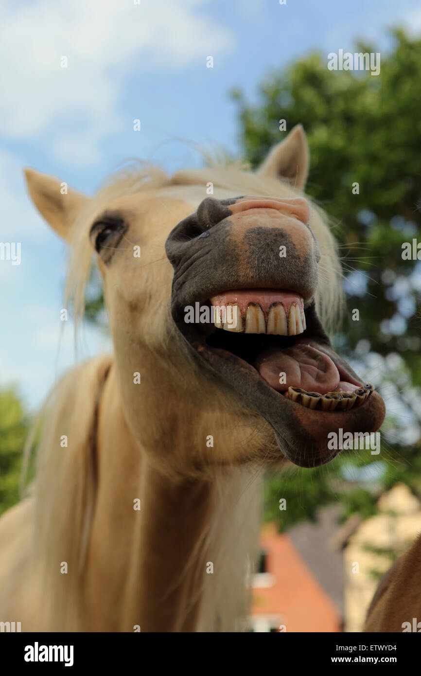 Bâillements Werl, Allemagne, un cheval Banque D'Images