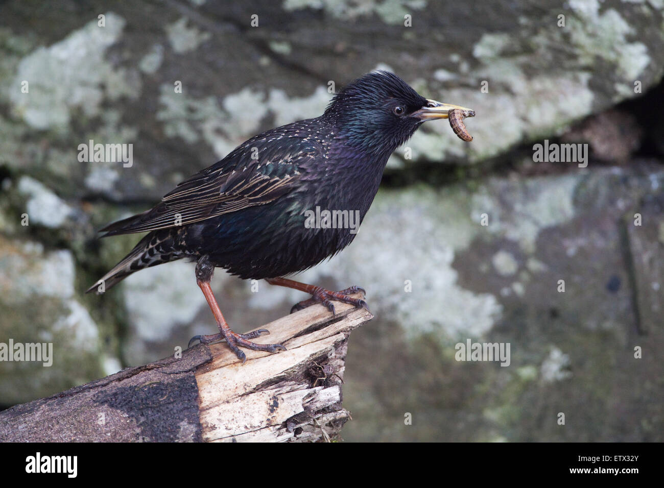 Starling (Sternus vulgaris). La réalisation d'un site de larves d'invertébrés à l'intérieur d'un mur de pierre. Iona. Hébrides intérieures. L'Écosse. Banque D'Images