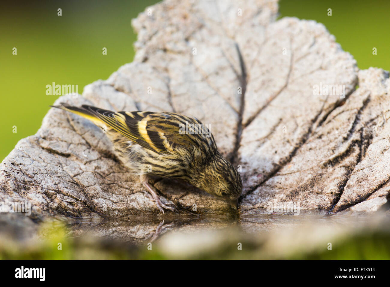 Siskin Carduelis spinus eurasienne, l'eau potable, Banque D'Images