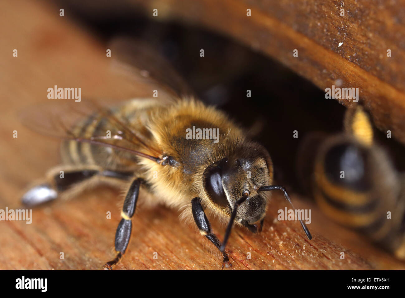 Berlin, Allemagne, à l'entrée d'une ruche d'abeilles trou Banque D'Images