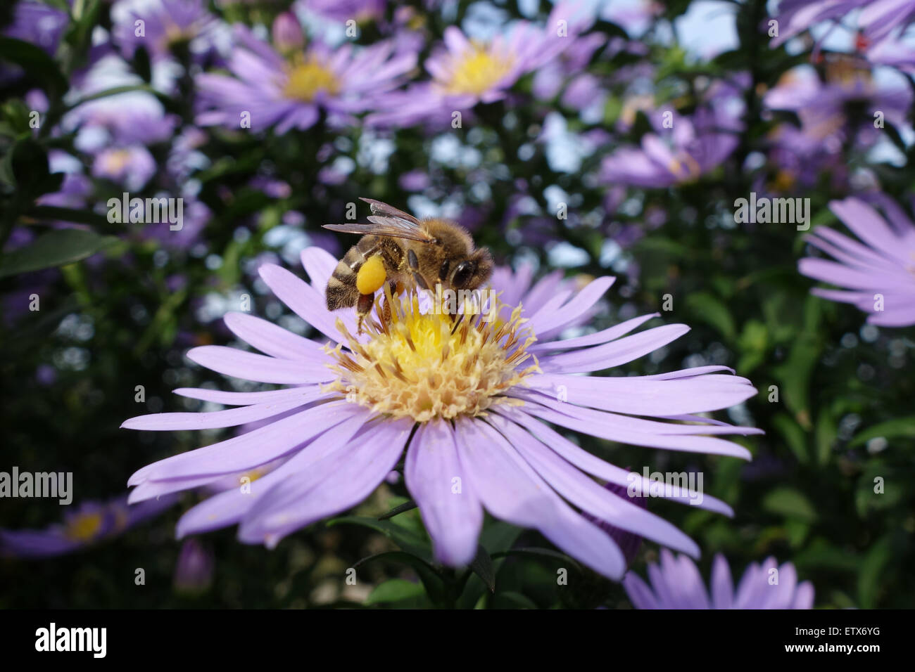 Briescht, Allemagne, bee gathering pollen et nectar sur un Herbstaster violet Banque D'Images