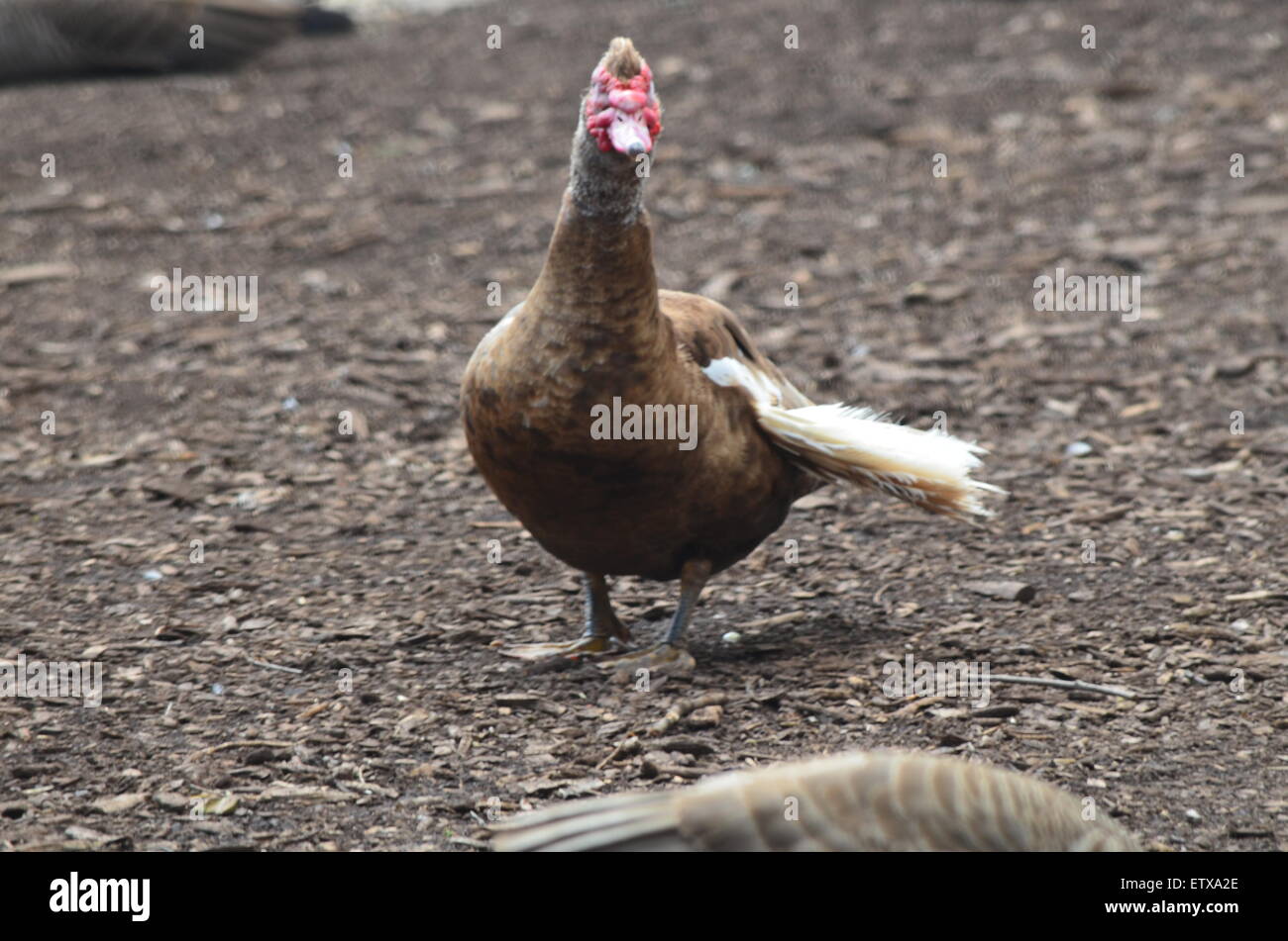 Goose à l'aile brisée Banque D'Images