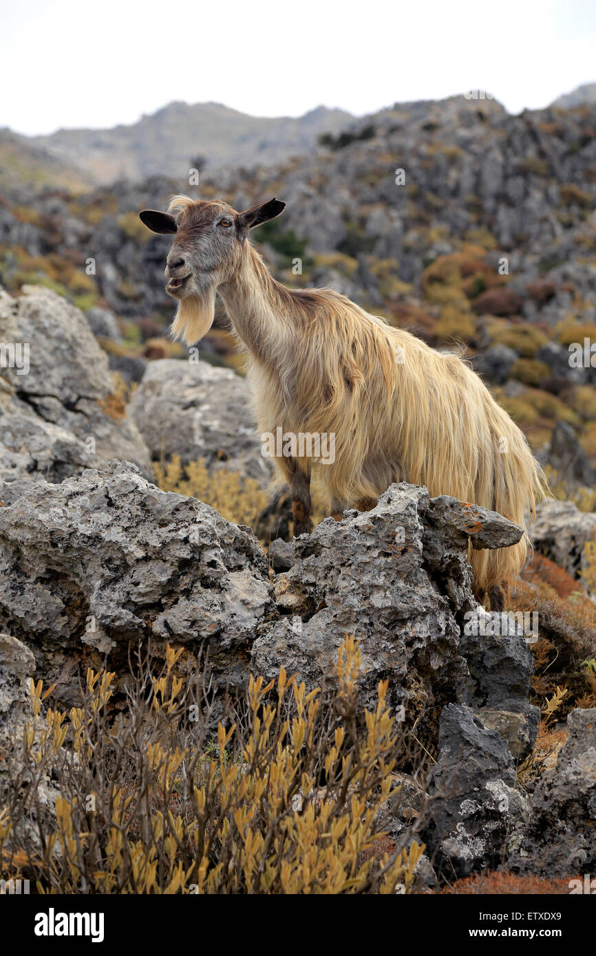 Frangokastello, Grèce, une chèvre sauvage crétoise dans les montagnes de la Crète Banque D'Images
