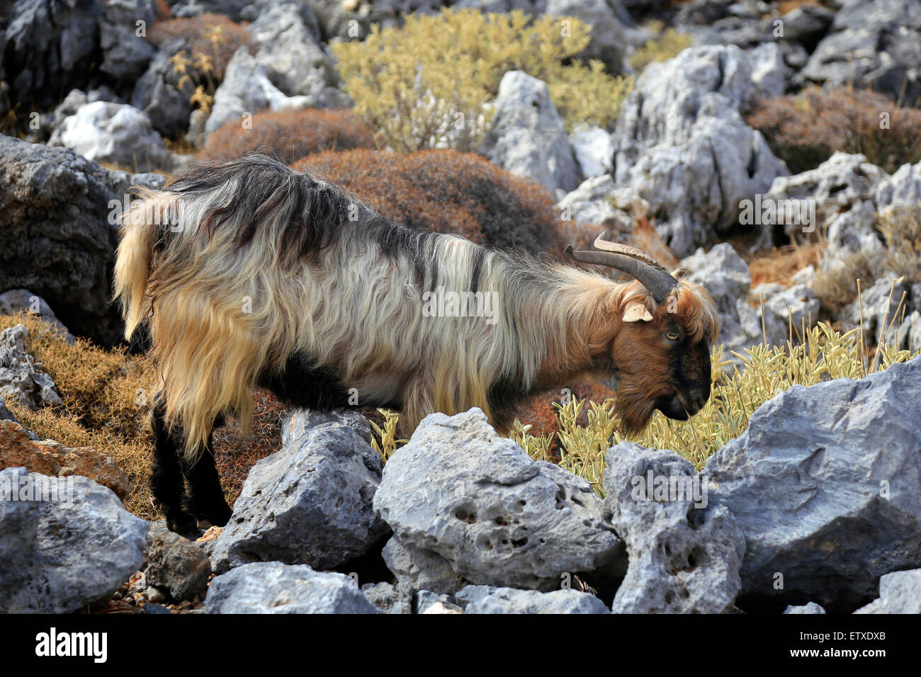 Frangokastello, Grèce, la chèvre sauvage crétoise dans les montagnes de la Crète Banque D'Images