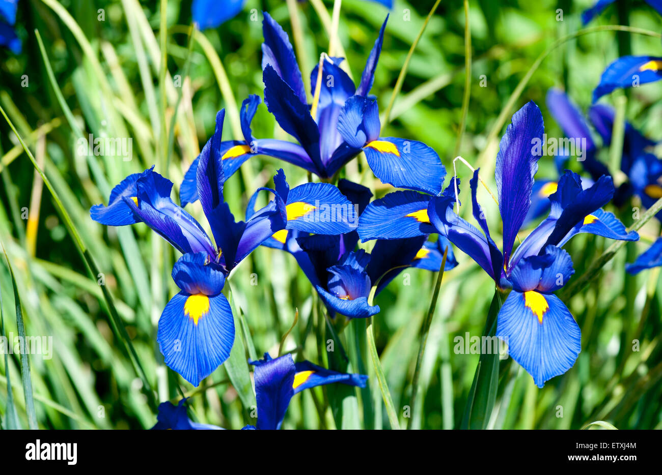 Iris bleu fleur sur l'herbe verte au jardin d'été Banque D'Images