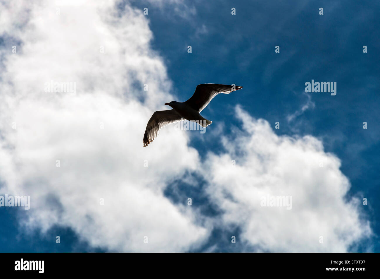 Mouette en vol rétroéclairé Banque D'Images