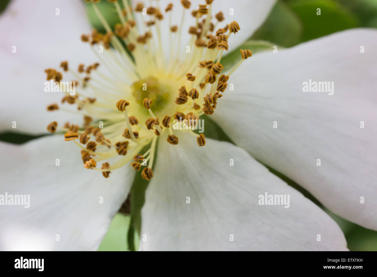 Libre de graines de fleurs blanches Banque D'Images