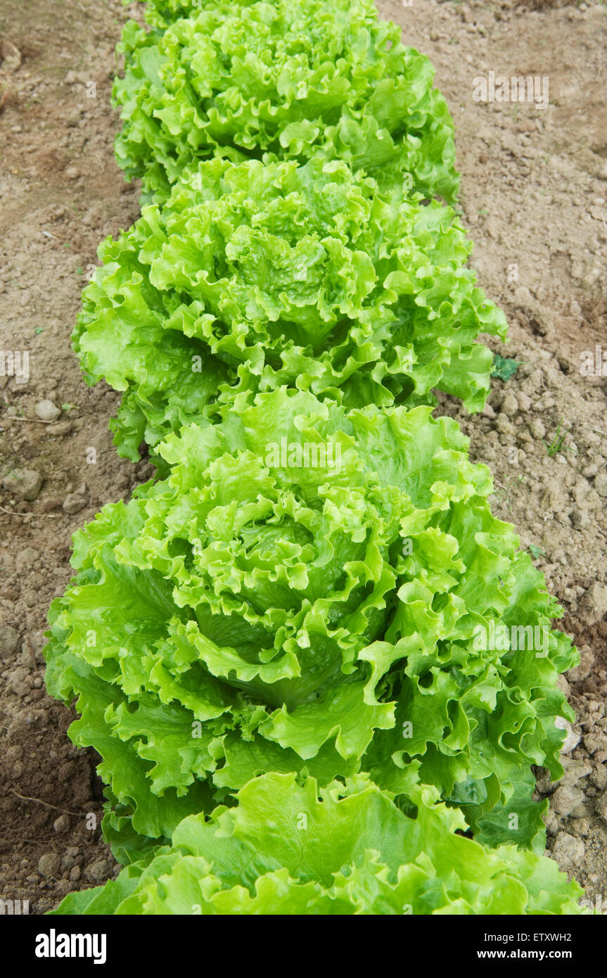 Rangée de laitues fraîches biologiques en croissance sur une petite exploitation bio. Banque D'Images