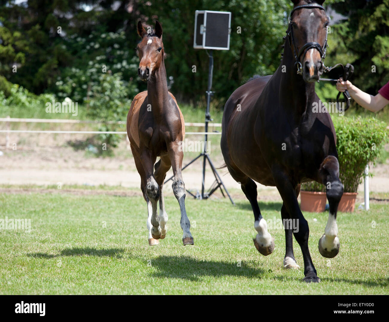 Une petite pouliche Warmblood brun avec poulinière chez un cas de vente Banque D'Images