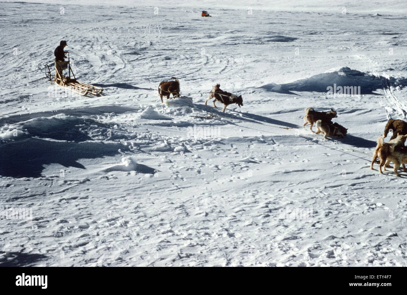 1956 Expedtion transantarctique. Rencontrez des explorateurs au Pôle Sud. Les membres de l'équipe de tenter la première traversée en surface de l'Antarctique s'est réuni jusqu'au pôle Sud. Le Néo-zélandais Sir Edmund Hillary - qui a déjà conquis l'Everest - arrivé le premier Banque D'Images