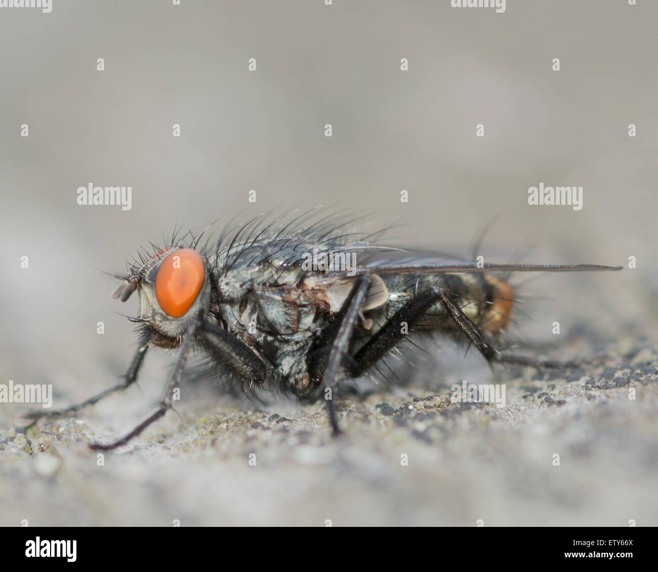 Gros plan macro shot d'une mouche perché sur une planche de bois. Banque D'Images