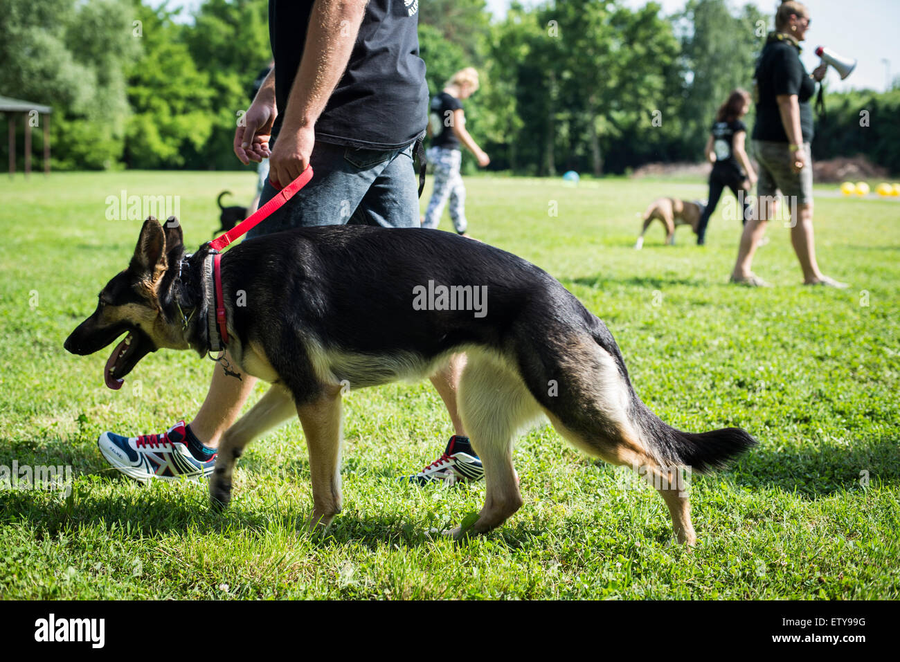 Avec les propriétaires de chien de berger allemand montrant l'obéissance au dog show Banque D'Images